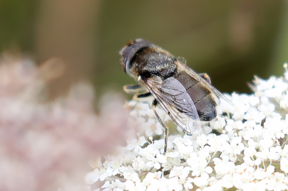 Common lagoon fly